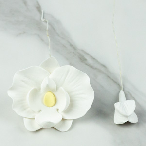 Phalaenopsis Blooms & Buds
