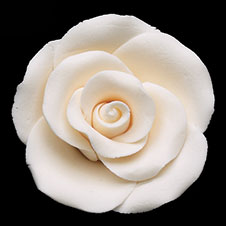 RR Roses - Medium - Ivory