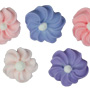 Mini Phlox Assortment
